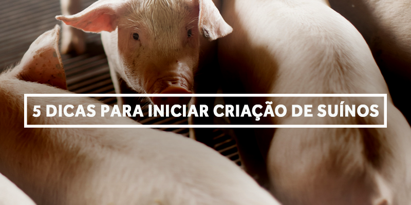 Dicas Para Iniciar A Sua Cria O De Su Nos Labovet Produtos