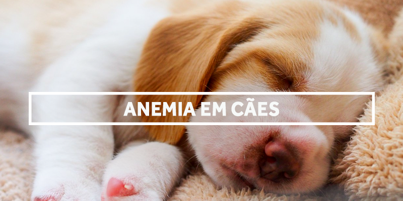 anemiaemcaes-blog