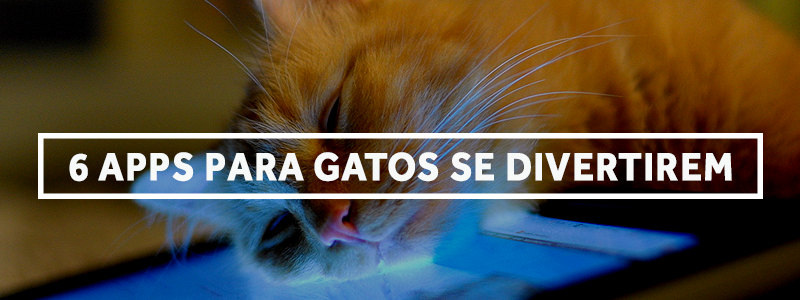 Jogos em tablet para gatos divertem pets e donos