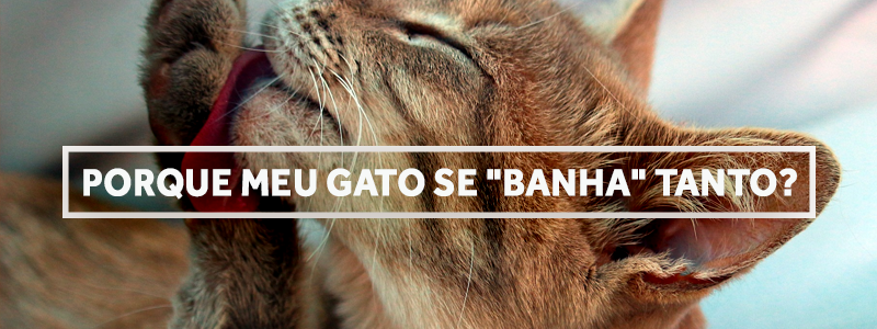 gatobanho-blog