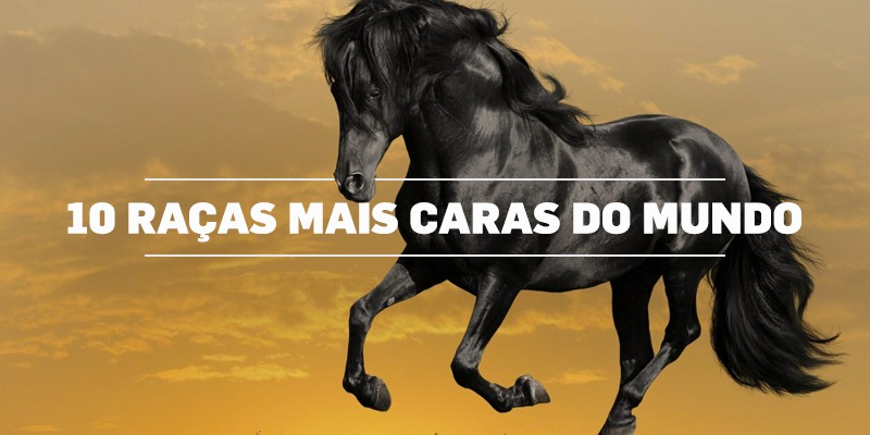 cavalos mais caros do mundo