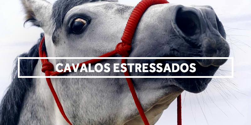cavalosestressados-blog