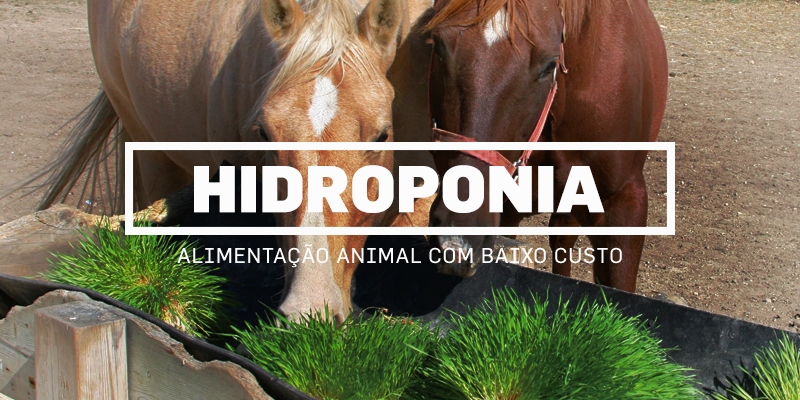 hidroponia-blog1