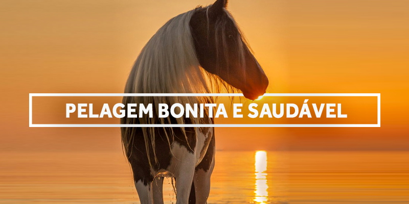 Pelagens de cavalos: você conhece todas que existem? - Canal do