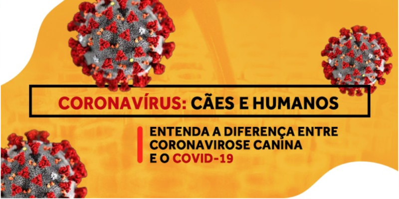 Coronavirus cães e humanos