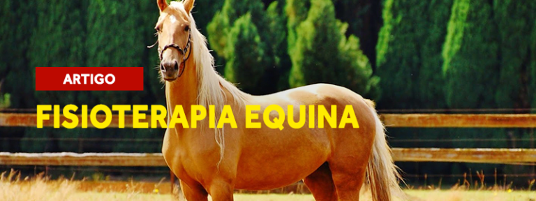 Fisioterapia equina