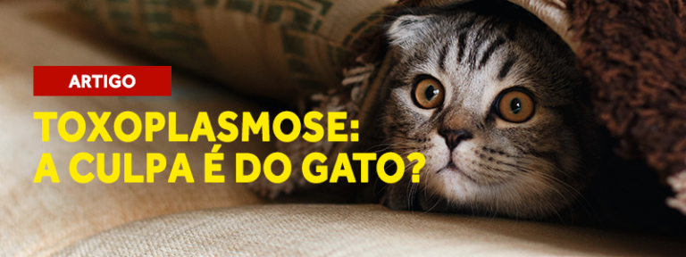 toxoplasmose a culpa é do gato