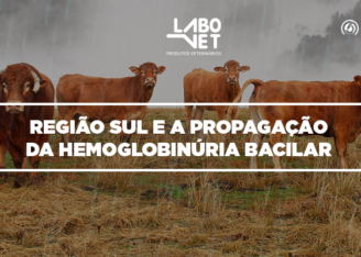 CAPA_blog_-__HEMOGLOBINÚRIA_BACILAR