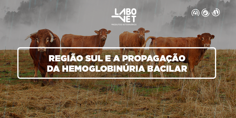 CAPA_blog_-__HEMOGLOBINÚRIA_BACILAR
