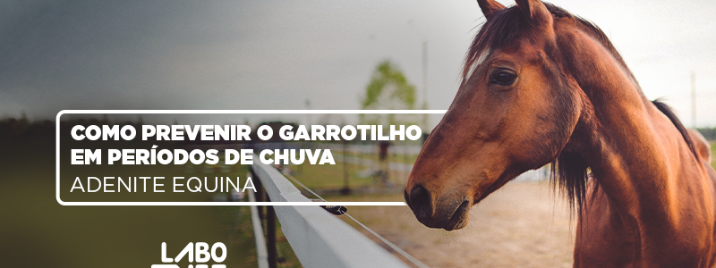 CAPA_blog_-_garrotilho