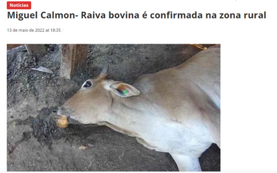 Bovino acometido pela raiva