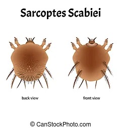 SARNA SARC PTICA DOEN A DERMATOL GICA EM C ES Labovet Produtos 