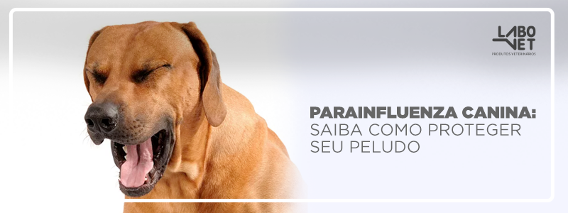 Descubra se remela no olho do cachorro pode ser verme