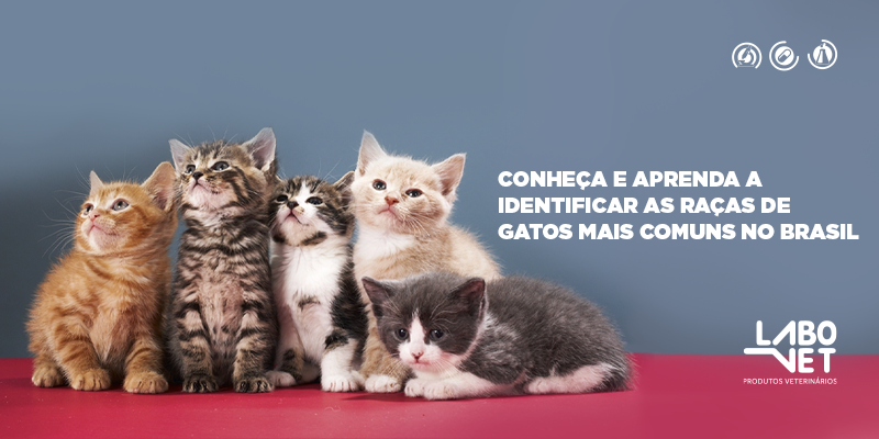 CAPA_blog_-_raças_de_gatos