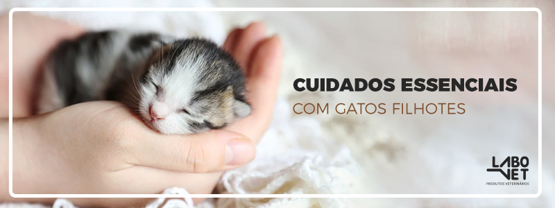 Como cuidar de gatos filhotes: aprenda para fazer certo