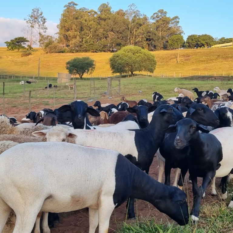 Ovinocultura E As Curiosidades Sobre Ovelhas Labovet Produtos