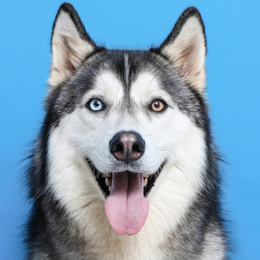 Você conhece esses animais recordistas?