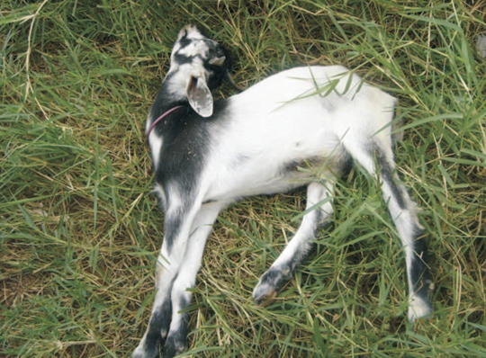 Cabrito com tétano