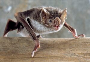 Morcego Desmodus rotundus