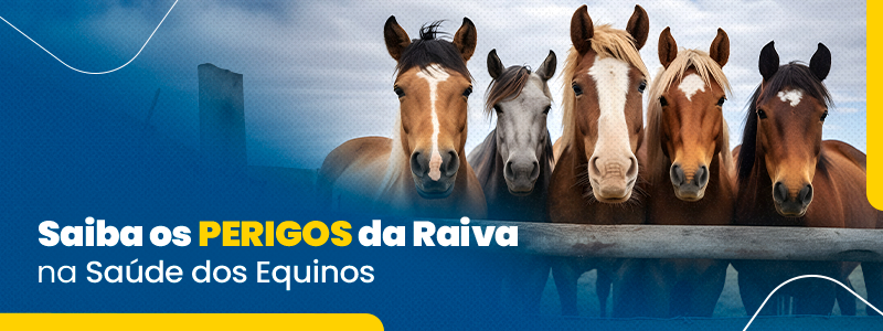 Saiba o que é necessário para ter um cavalo como animal de