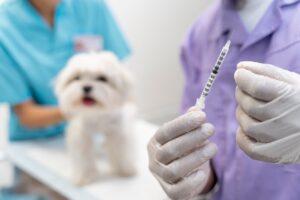 vacina para cachorro