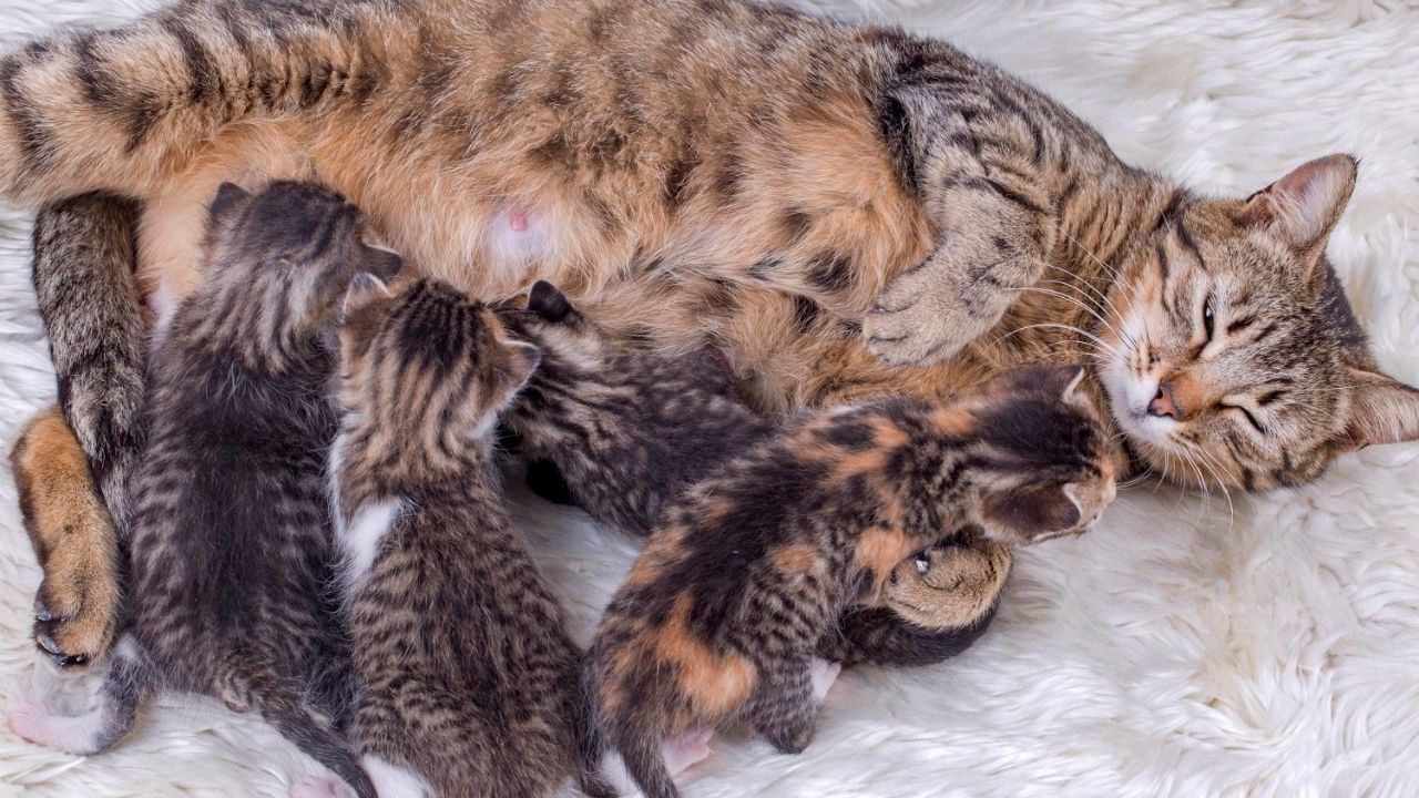 CUIDADOS ESSENCIAIS COM GATOS FILHOTES | Labovet Produtos Veterinários