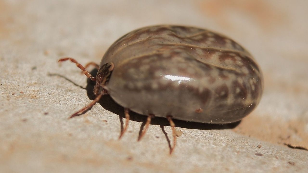 ENTENDA O CICLO DO CARRAPATO EM BOVINOS | Labovet Produtos Veterinários